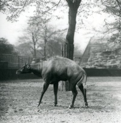 Een Nilgai, of Aziatische antilope in de London Zoo, april 1923 door Frederick William Bond